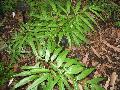 Japanese Bamboo Fern / Coniogramme japonica